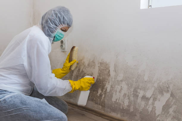 Best Attic Mold Removal  in USA